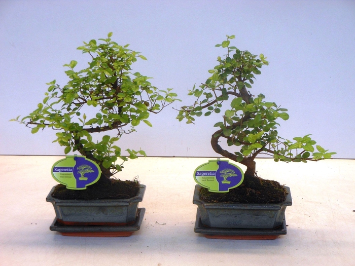 <h4>Sageretia theezans, 15cm., shape, with drip tray</h4>