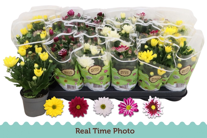 <h4>CHRYS GEM 5 KL</h4>