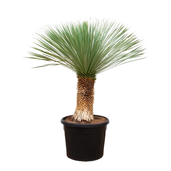 <h4>Yucca Rostrata - 120cm</h4>