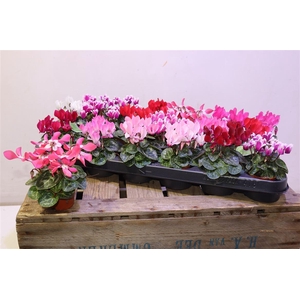 arr8 Cycl Kl Sup Micro