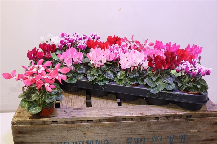 <h4>arr8 Cycl Kl Sup Micro</h4>