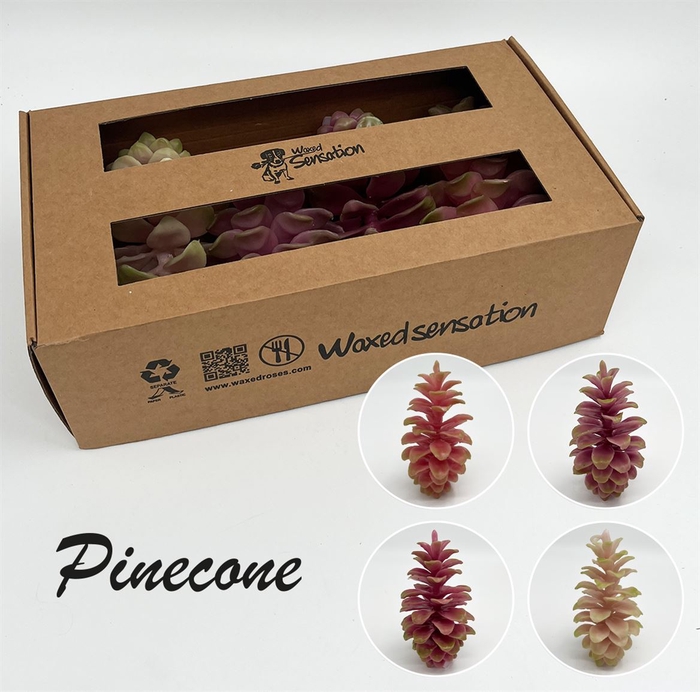 Zijde Pinecone Wx Mix