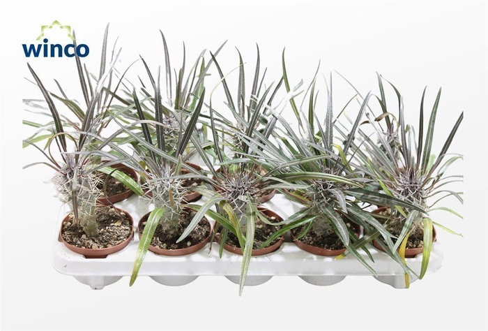 <h4>Pachypodium Geayi</h4>