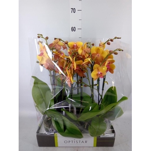 Phalaenopsis   ...orange