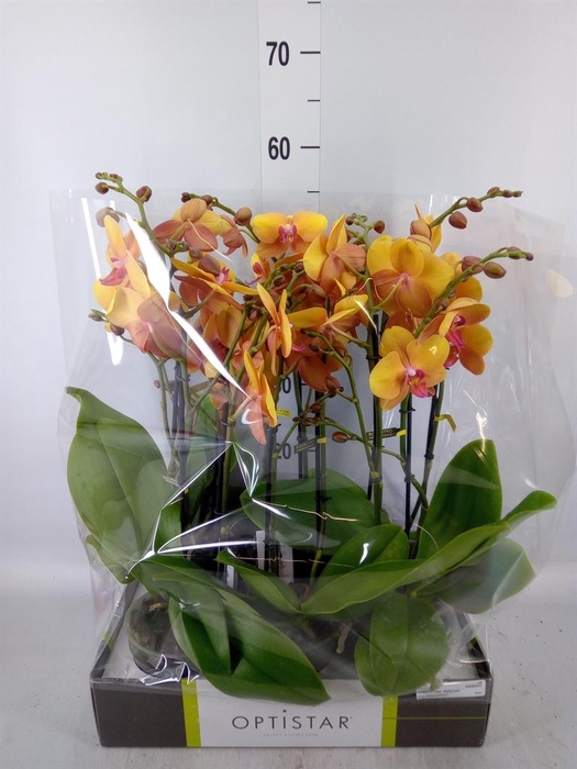 <h4>Phalaenopsis   ...orange</h4>