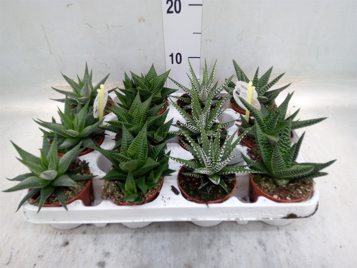 <h4>Haworthia   ...mix</h4>