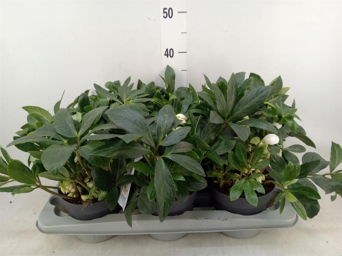 <h4>Helleborus niger</h4>