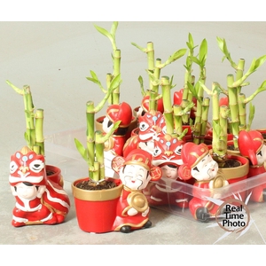 DRA LUCKY BAMBOO