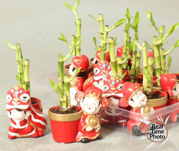<h4>DRA LUCKY BAMBOO</h4>