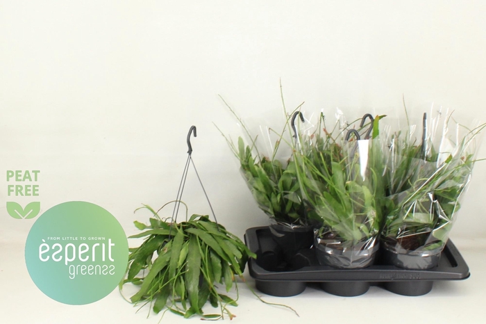 Pseudorhips Ramulosa