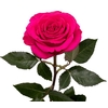 Rosa Premium Queenberry