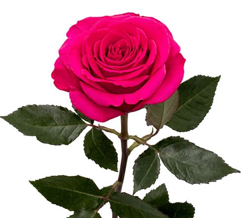 <h4>Rosa Premium Queenberry</h4>