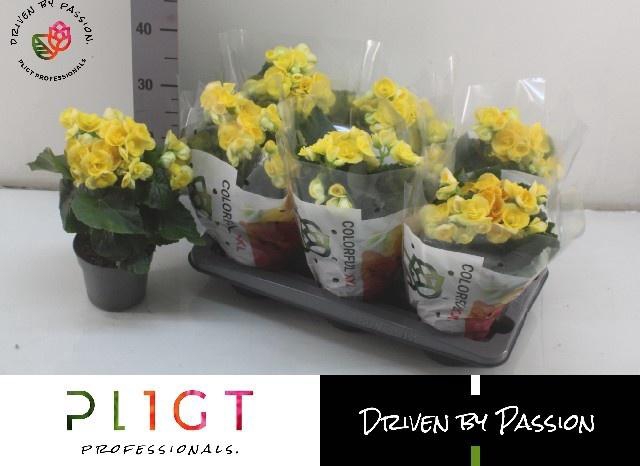 <h4>BEG HL NADINE</h4>