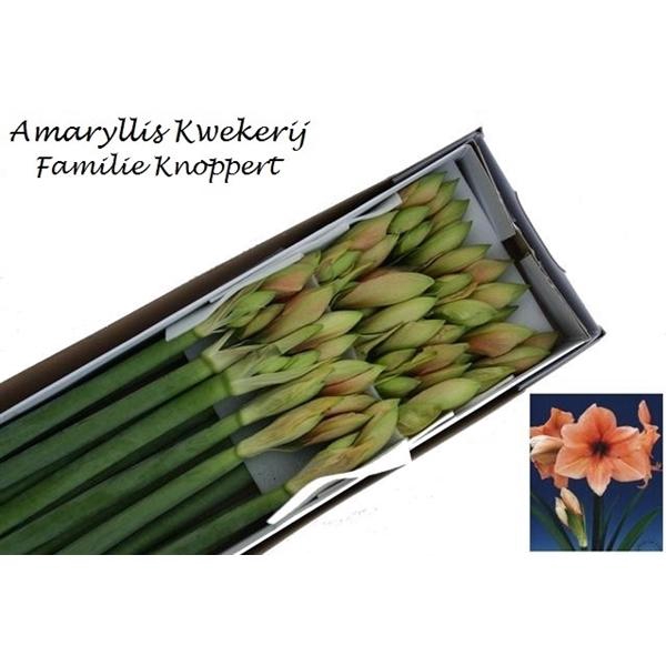 <h4>HIPP GA RILONA 18</h4>