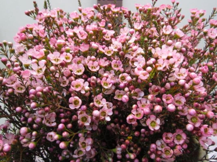 <h4>Chame Tal Rose</h4>