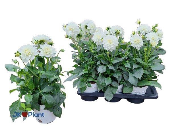 <h4>DAHL HYPNO WHITE</h4>