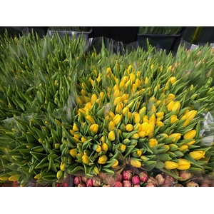 Tulpes Geltonos LT