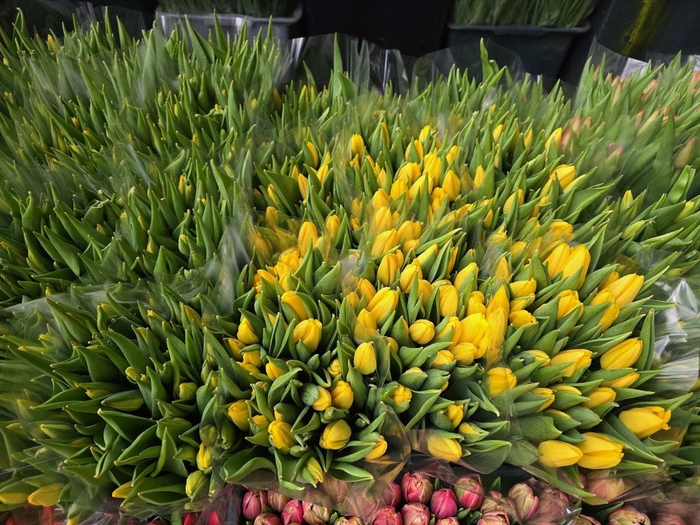 <h4>Tulpes Geltonos LT</h4>