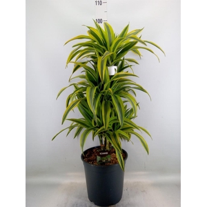 Dracaena fr de 'LemonLime'