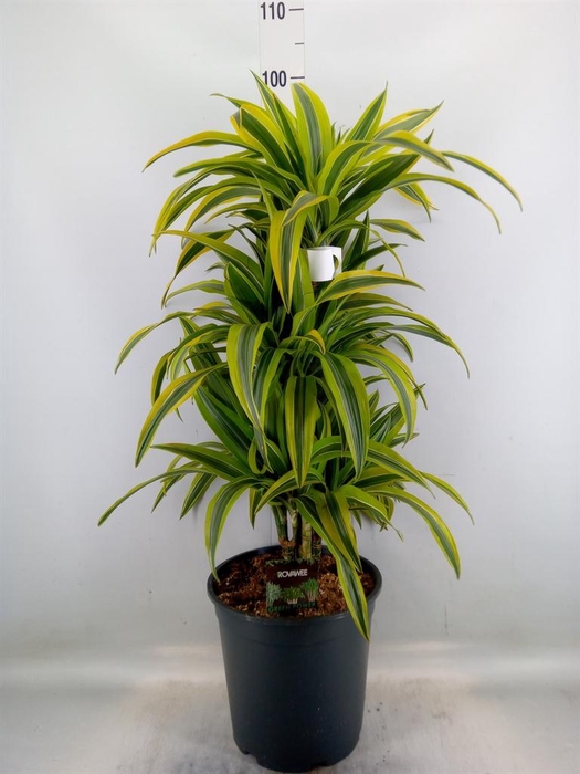 <h4>Dracaena fr de 'LemonLime'</h4>