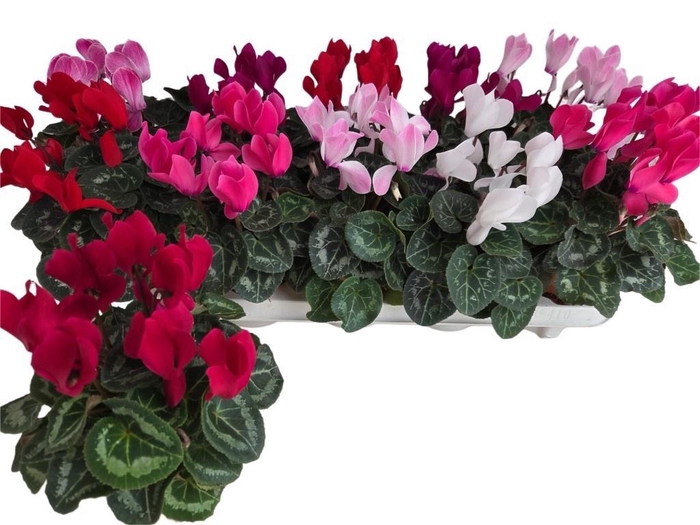 <h4>CYCL MD SUP ALLURE</h4>