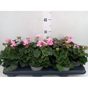 Pelargonium zona. 'ToscaSil Lisa'