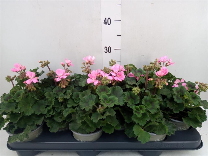 <h4>Pelargonium zona. 'ToscaSil Lisa'</h4>