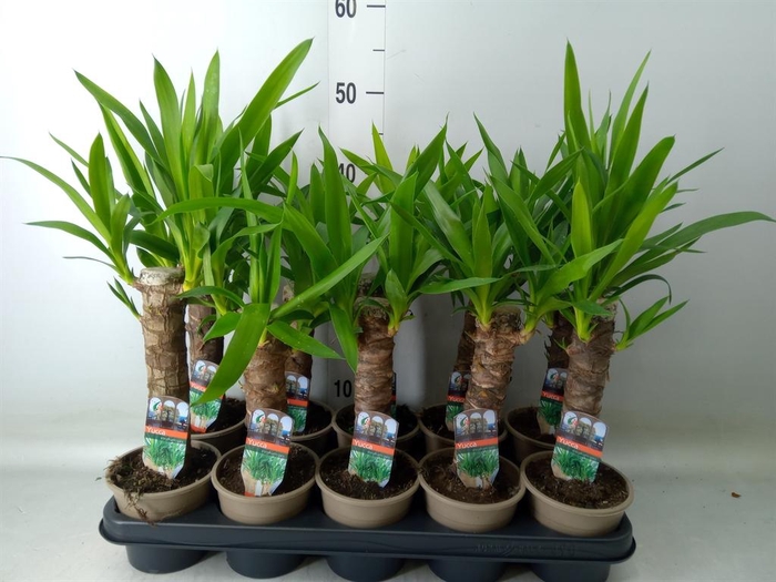 <h4>Yucca   ...</h4>