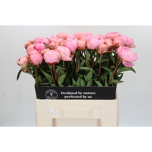 Paeonia Albert Crousse