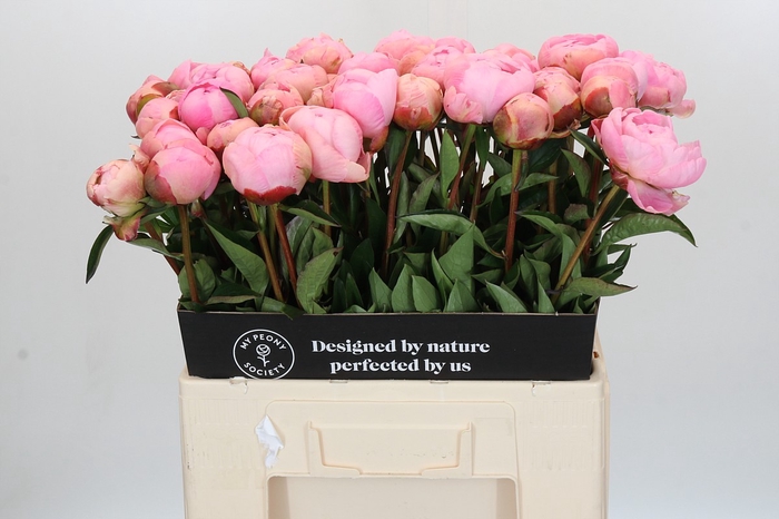 Paeonia Albert Crousse