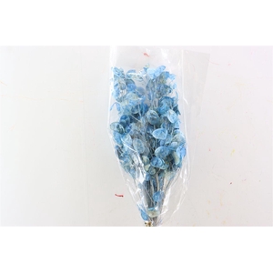 Dried Lunaria L Blue Bunch Poly