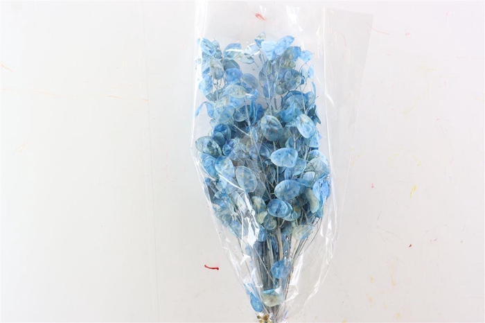 <h4>Dried Lunaria L Blue Bunch Poly</h4>
