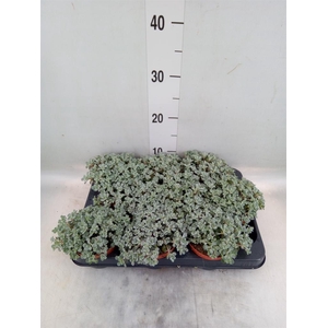 Sedum spathulifolium 'Cape Blanco'