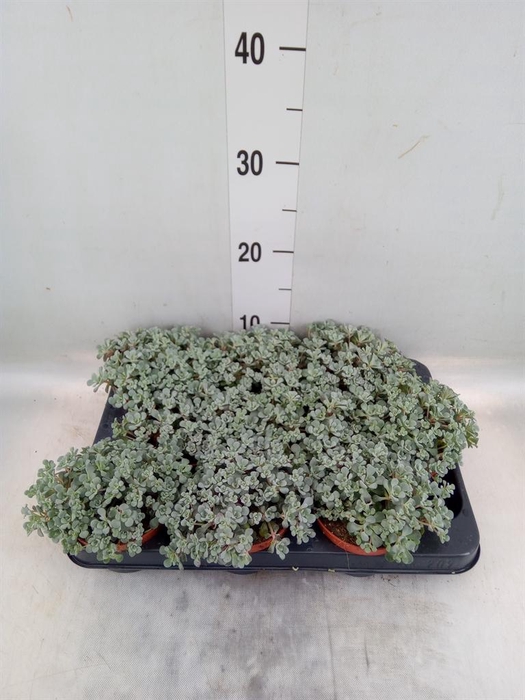 <h4>Sedum spathulifolium 'Cape Blanco'</h4>