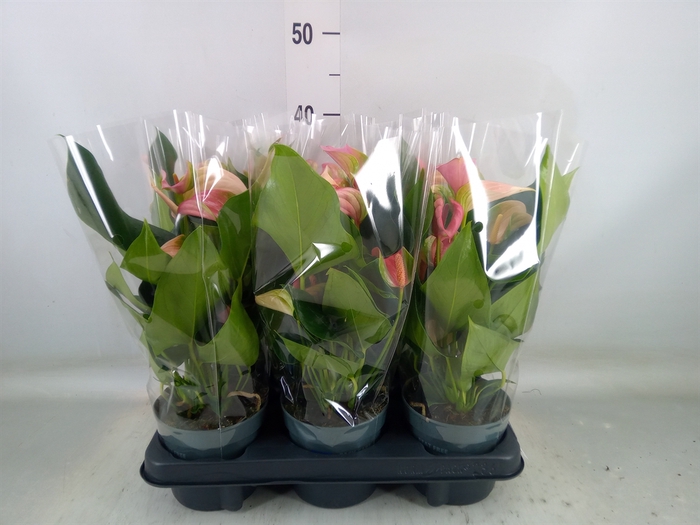 <h4>Anthurium  'Joli Duo'  ..mix in pot</h4>