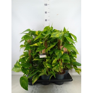 Epipremnum pinn.   ...moss stick