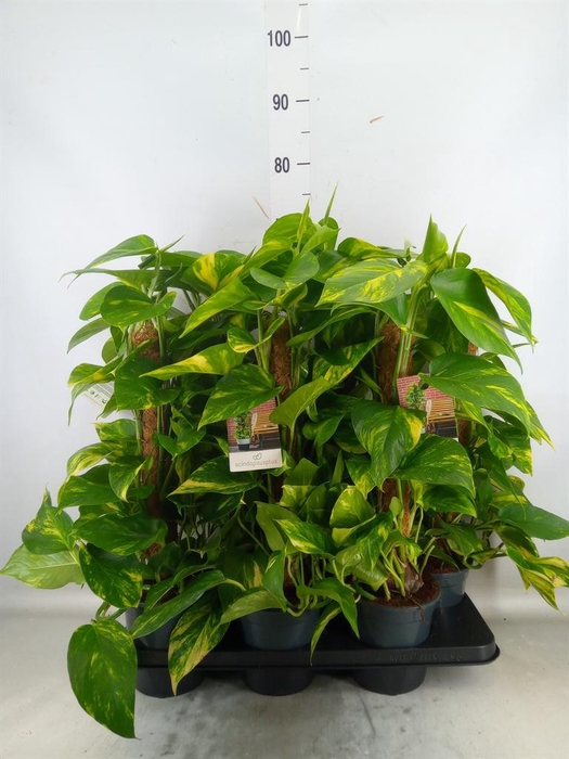 <h4>Epipremnum pinn.   ...moss stick</h4>