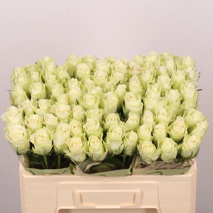 <h4>R GR ATHENA</h4>