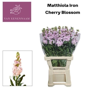 MATTH IRON CHERRY BL
