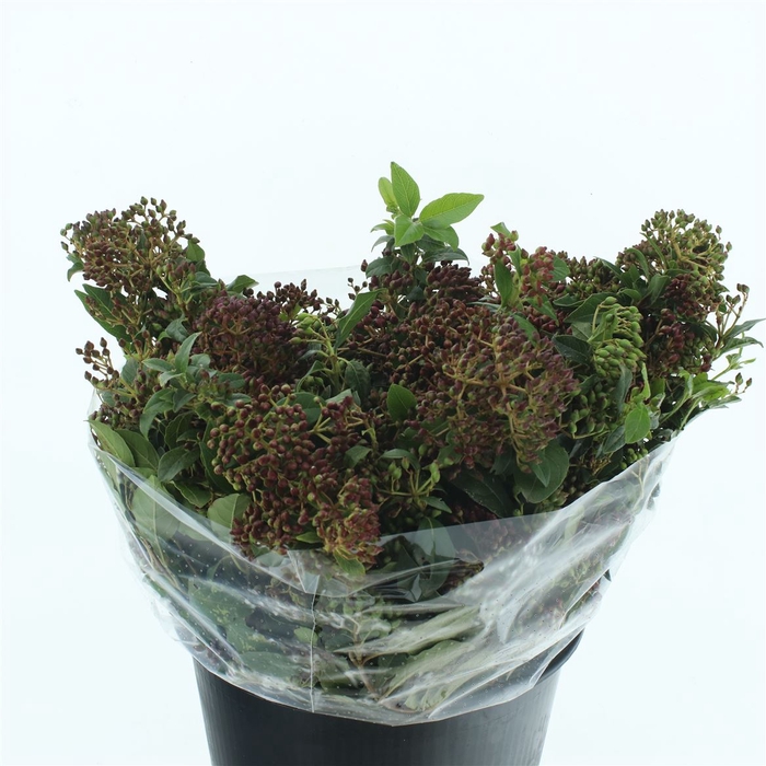 <h4>Vibur Bacca Nera Gr.250</h4>