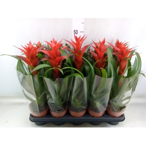 Guzmania  'Ostara'