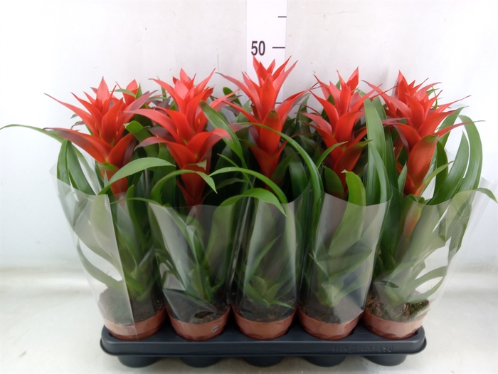 <h4>Guzmania  'Ostara'</h4>