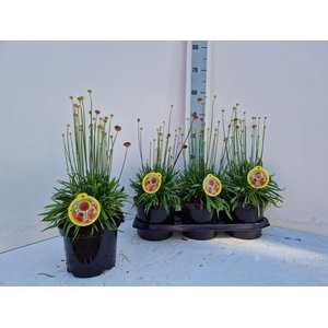 ARME PS BALLERIN RED