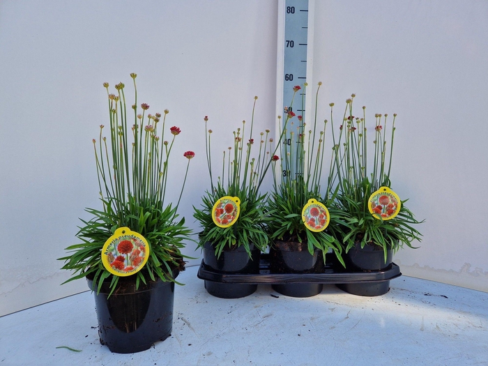 <h4>ARME PS BALLERIN RED</h4>