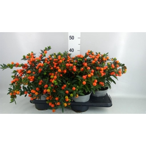 Solanum pseudocapsicum 'Bartoli'