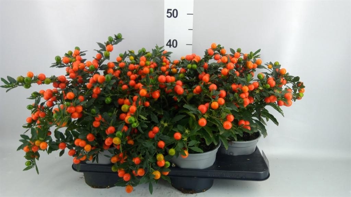 <h4>Solanum pseudocapsicum 'Bartoli'</h4>