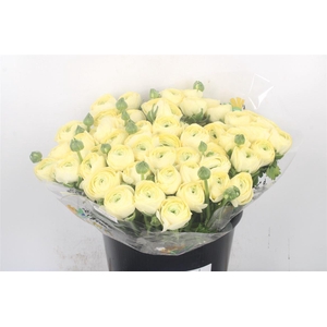 Ran... Su Cream Super X50