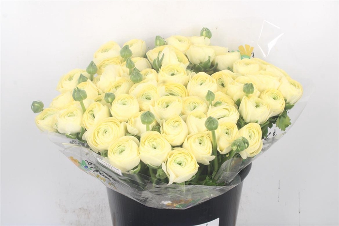 <h4>Ran... Su Cream Super X50</h4>