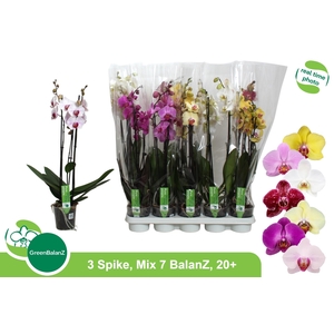 PHAL GEM 7 KL