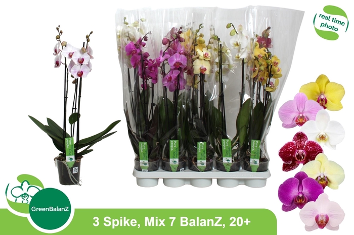 <h4>PHAL GEM 7 KL</h4>